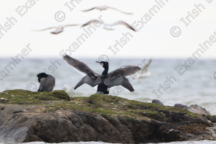 Dark Angel LornaSingleton 
 Dark Angel - a Cormorant in the foreground with a gull diving behind creating the illusion of dark angel wings. Sailors Grave, Balbriggan, Co Dublin 2/5/23. Picture: Lorna Singleton