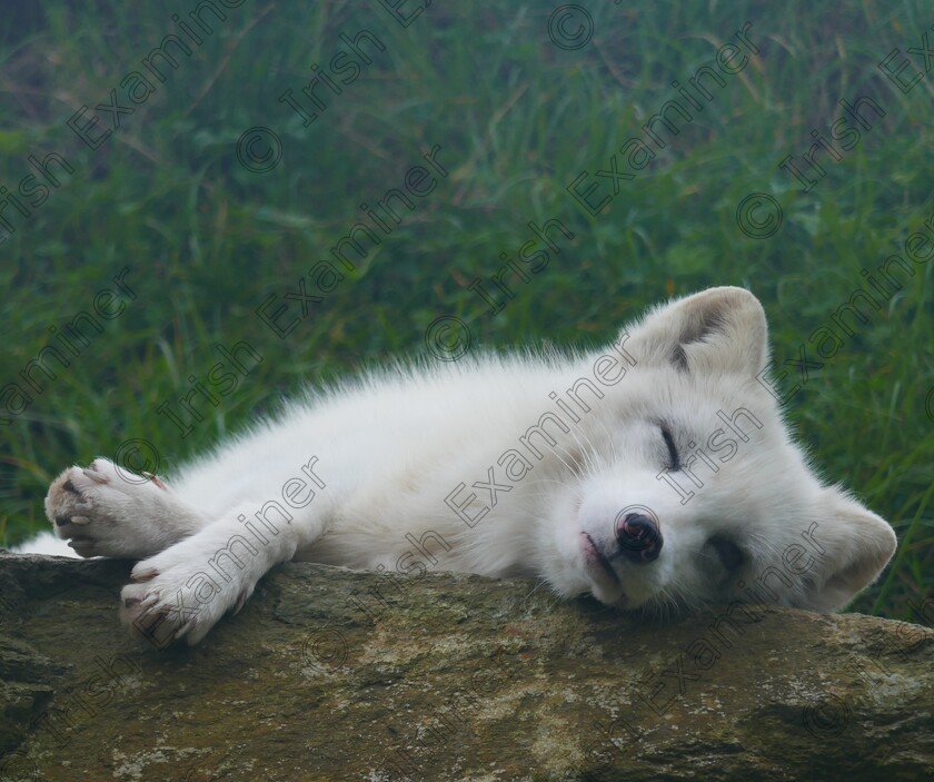 inbound2501224350459088974 
 An Arctic Fox lying down to rest as the day came to an end at Wild Ireland co Donegal.