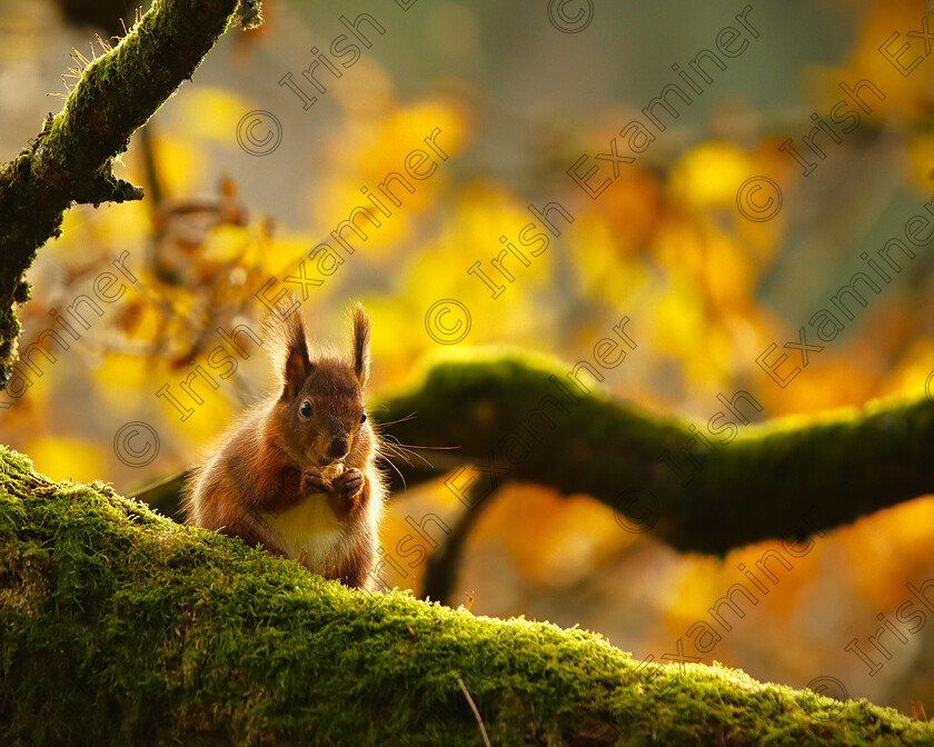 MG 4364 new A 2 Squirrel 
 I took this shot last November in Rossmore Park in Monaghan. My friend and I spotted this wee fella searching for acorn in the undergrowth and followed him (or her! ) for a while and took photos whenever we got a reasonable view. When I got back home I had a look through my images and was delighted to see I had got this one.