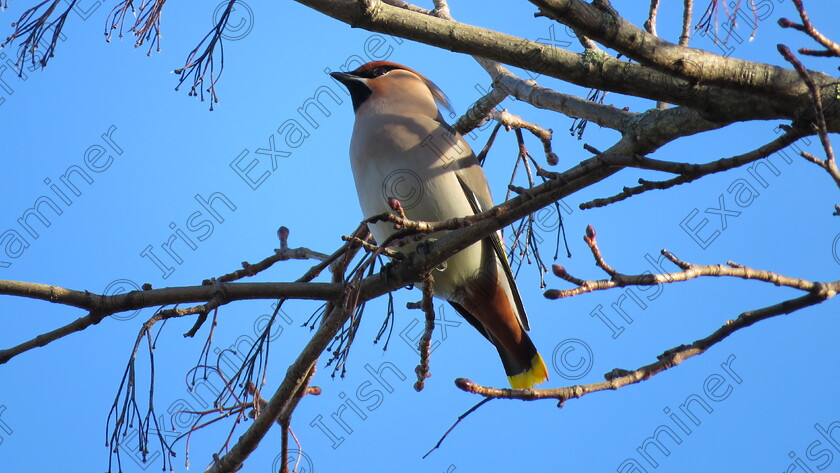 IMG 6359 
 I took this picture of a Waxwing yesterday in Knocklyon, Dublin.