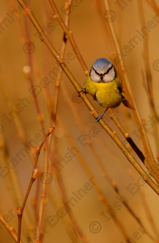 DSC 0048 
 An angry looking blue-tit in my garden in West Cork by jeff Dixon.