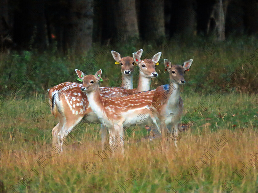 IMG 2490 
 'group chat'
photo is of young fawns having breakfast in the Phoenix Park Dublin 
Picture: Joan McKenna