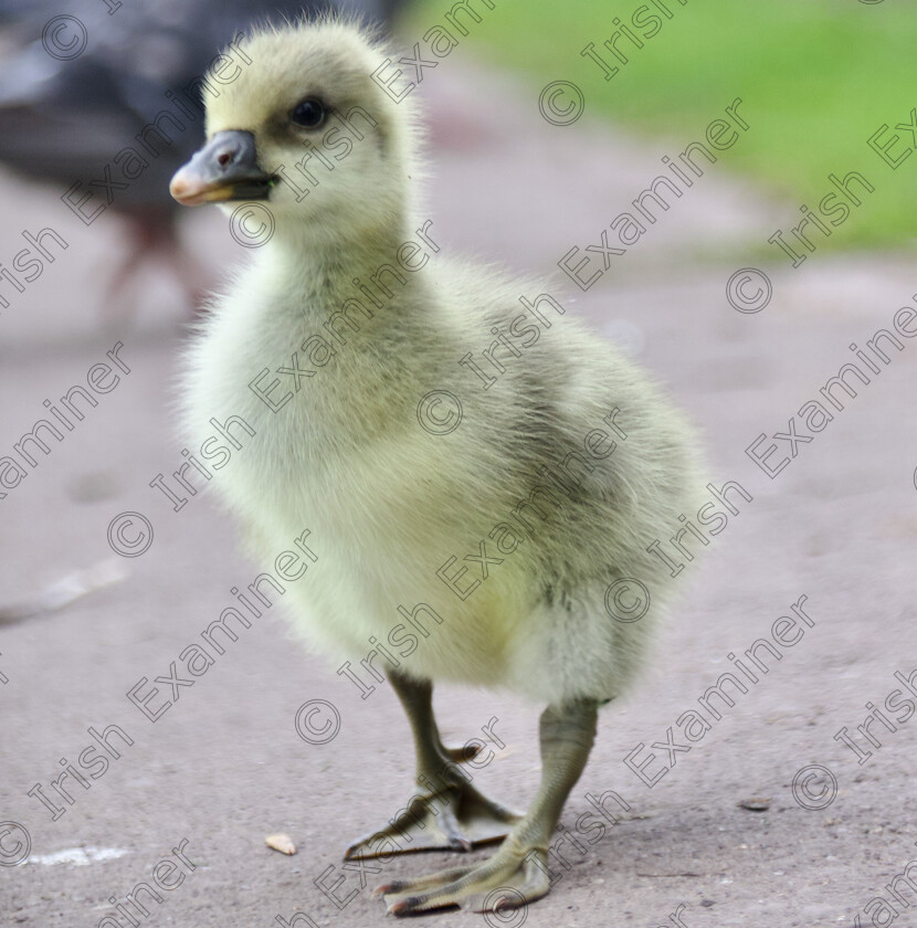 A beautiful gosling - 1 
 A beautiful gosling by The Lough, Cork.
Picture: Luke Cranitch.