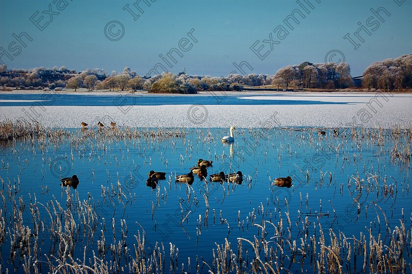 0351 
 Winter scene at Ballyalla Lake outside Ennis, Co. Clare in 2011. Picture: Sean McInerney.