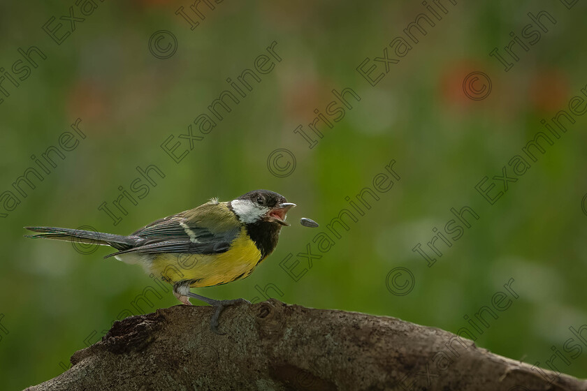 Seed of Doubt 
 Great tit spitting out a seed at our garden in Maree, Oranmore county Galway. By Gerry Kavanagh