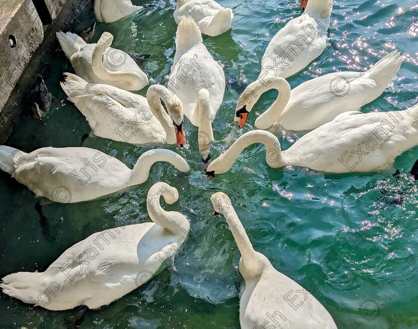 PXL 20240803 153720465.MP~4 
 Circle of swans on lake Zurich