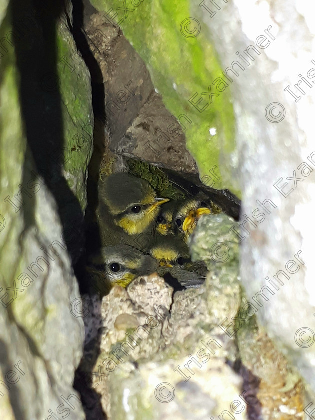 20200223 050346 
 Chicks nestled in a hole in the wall, in an old cottage in Dunmore, Co.Galway
Picture: Catherine Warde