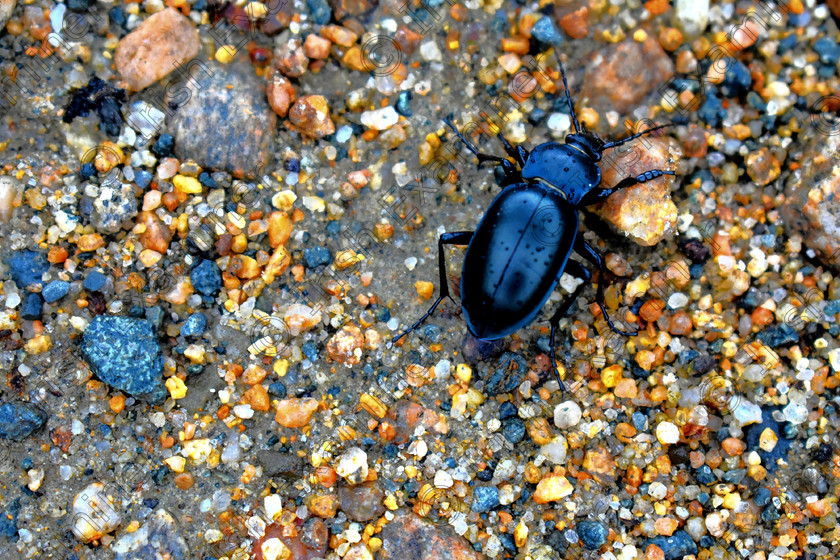 Beetle At Glenveagh Park 
 Beetle on the Bridle Path at Glenveagh National Park, Co. Donegal 
Picture: Kerry McElhinney