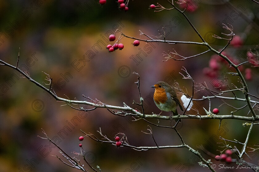 IMG 20241107 200019 203 
 Beautiful Red Robin wondering where the owner of the white feather has gone. Photo taken by Shane Lannery enjoying a visit to Blarney Castle, Cork. Picture: Shane Lannery