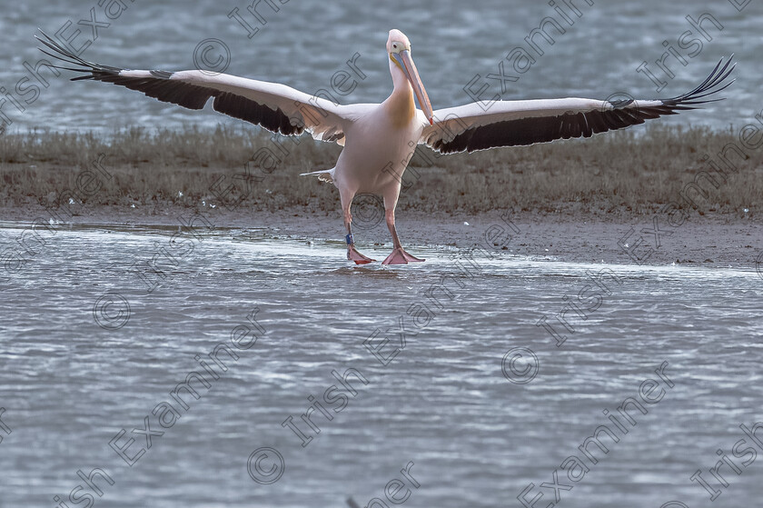 05-2 Touchdown 
 A Peliocan landing at Harper's Island Wetlands. 
Rory O'Connor