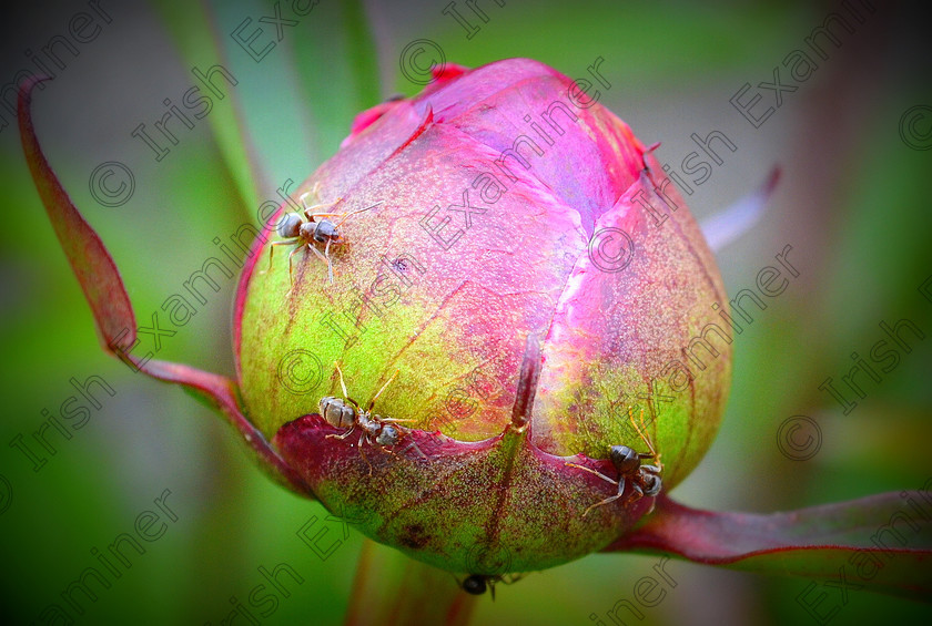 DSC 0127 
 Ants on a plant.