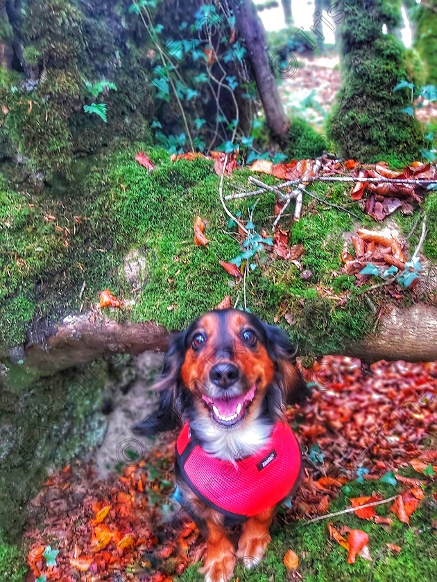 20201017 142620-01 
 Bella loves her winter woodland walks