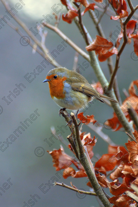 DSC 5989 
 Winter Robin ,Lough Derg near Nenagh Co.Tipperary.Picture:JS Forneus