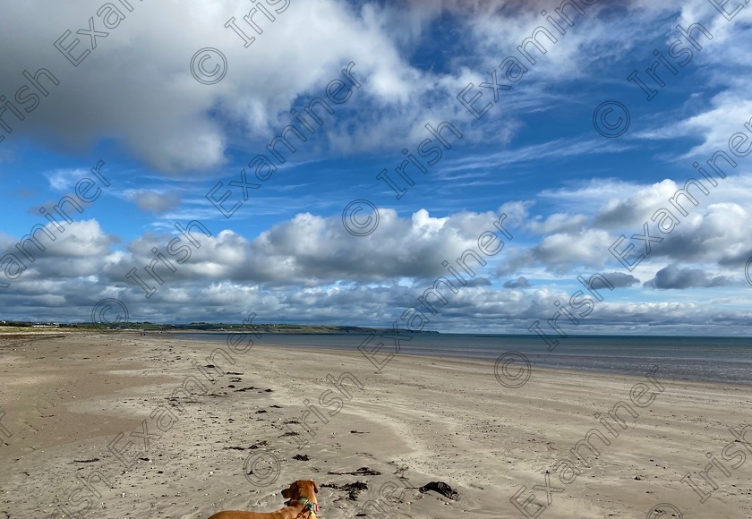 0072A9E3-D106-4281-A42E-120AA3B9864A 
 Beach walks with Libby. Ardnahinch Beach, Shanagarry.