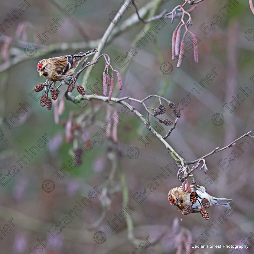 E36B2152 copy 
 Two little redpollls sitting in a tree, picture taken public walkway tramore river