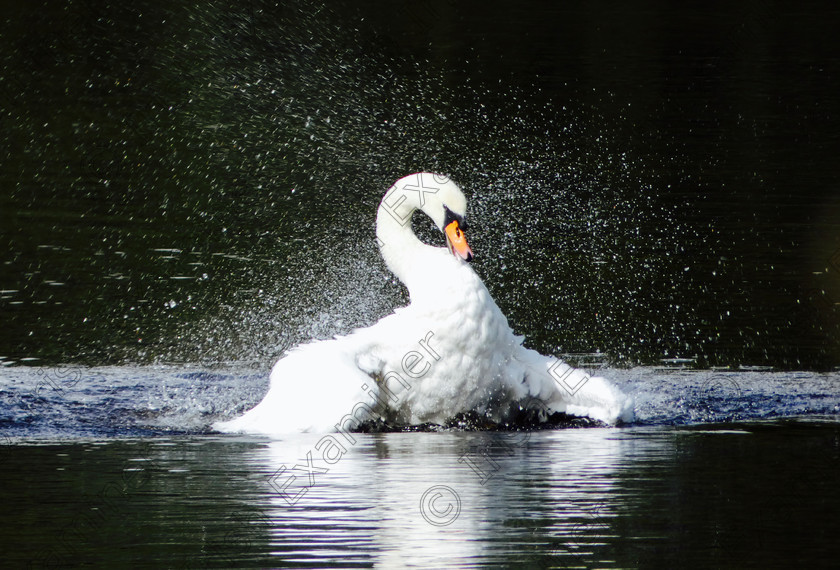 fullsizeoutput df5 
 Making a bit of a splash on the river Shannon near Limerick city.