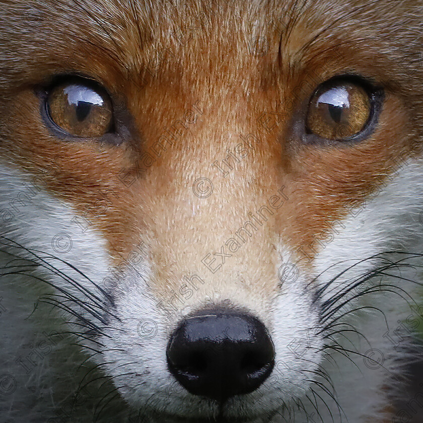 Foxtrait.jpg 
 Red Fox, Mullingar, Westmeath