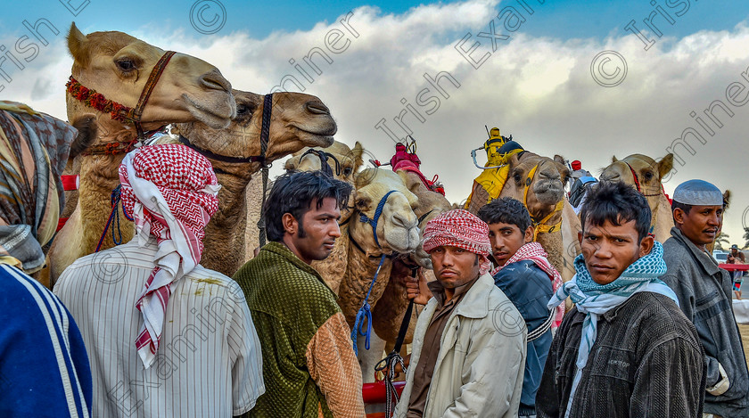 46698289652 e4ba07ee5c o 
 Migrant workers rom Pakistan known in Arabic as 'Jammal Hajjanah' tending to their camels before a race at Al Wathba camel race track outside Abu Dhabi, the UAE.Photo: Mark Leo