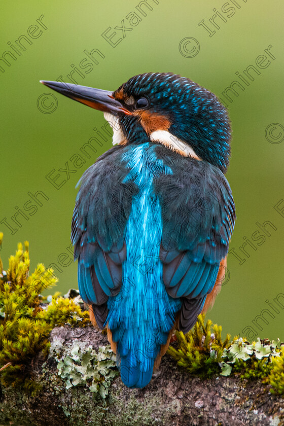 inbound674223066821257782 
 Patience - Kingfisher on River Birch, Mullingar, carefully surveying the water for his next meak