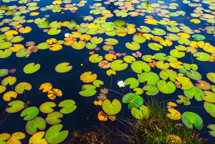 Wild Water Lilies 
 Wild Water Lilies on the Bog of Stars, Achill Island, Co. Mayo