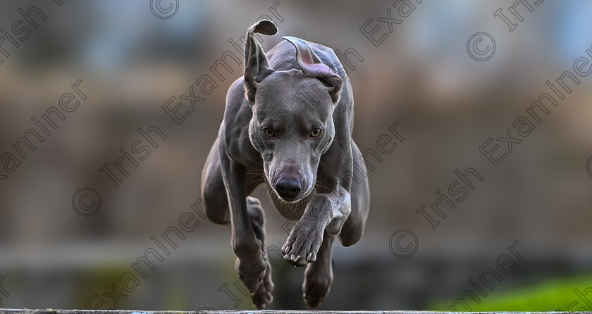 DSC 1157-Enhanced-SR 
 I believe I can fly; Francesco the Weimaraner dog having taking his daily flight in Shanagarry, Co. Cork. Photo: Mark Leo