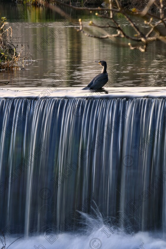 James Grandfield Cormorant by the weir 
 A lone cormorant above the weir on the River Dodder, Dublin. I wanted to do a long exposure shot to get the silky effect on the water, but had no tripod so handheld was the only way!