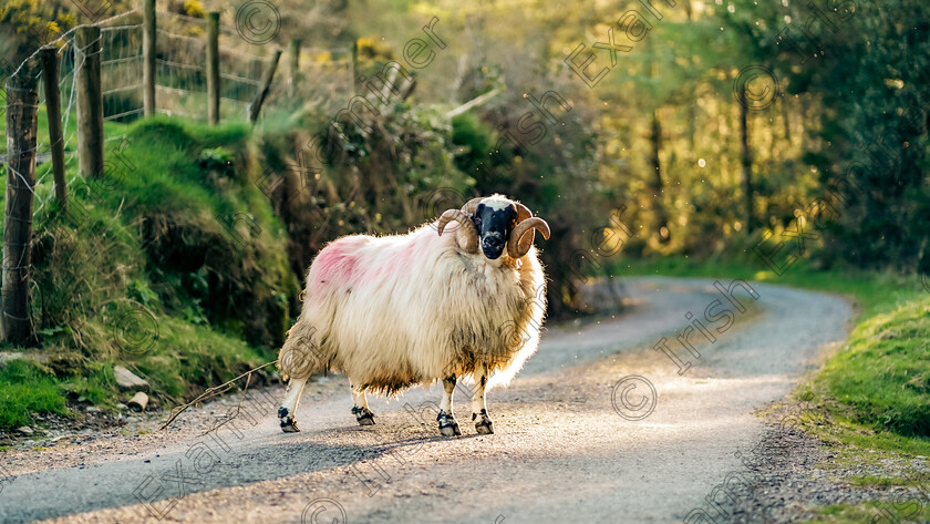 Shared from Lightroom mobile 
 Road Block by Darragh Kingston
Spotted While out on a drive
Coom,Co Cork