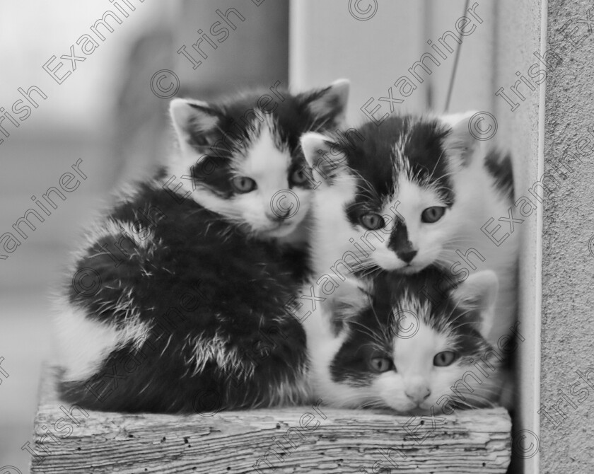 Three Lovely Kittens 
 I captured these three beautiful Kittens as they pose for the camera, at their home in Tallow on Wednesday 22th May last.