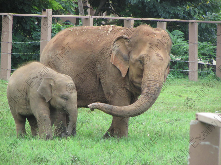 30866821 img 1431 
 Mammy giving Baby Ellie a final warning, taken at Elephant Nature Park in Chiang Mai, Thailand in September 2017 by Enda Larkin