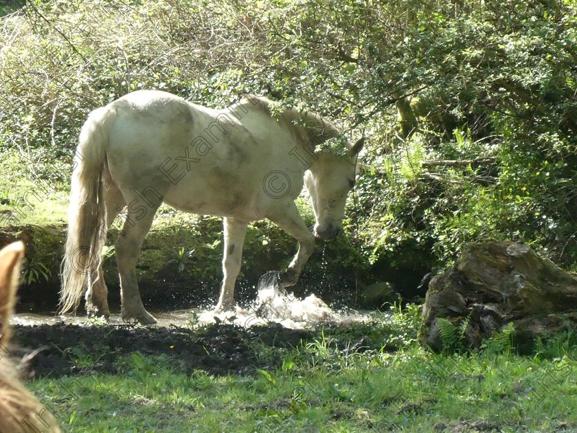 E5AA0B4A-A9B2-41F2-B4EC-92C0BB965A68 
 Splashing around. 
A beautiful horse cooling down from the warm sun in west cork.