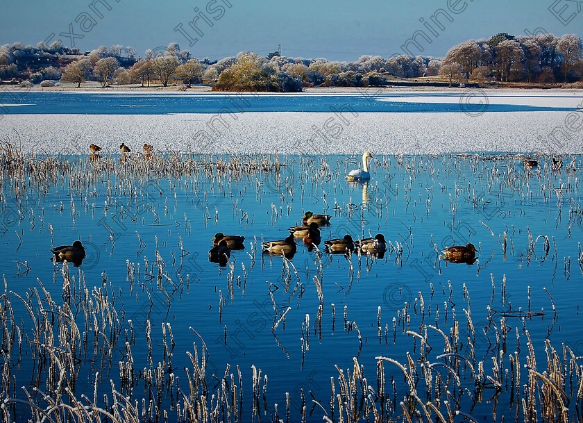 0351 
 A winter scene at Ballyalla Lake outside Ennis, Co. Clare,
 07/11/2011. Picture: Sean McInerney.