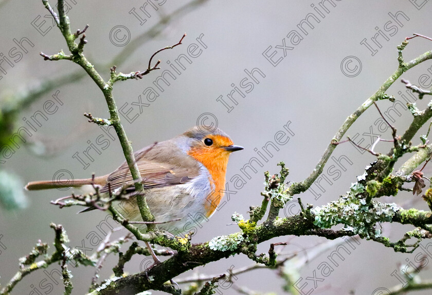 20231215134455 IMG 3403 
 A little Robin posing as the star of the show. Taken December 15th at Tullynally Castle, County Westmeath.