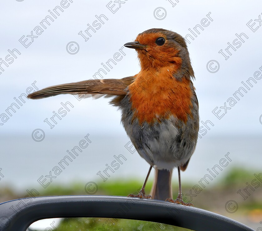 James Grandfield Winging it 
 'Winging it '. A curious robin landed on my wing mirror in the Bray Head Cliff Walk car park, Co. Wicklow and I managed to snap this shot as it was just finishing cleaning it's wing. Looks like I'm being given directions!