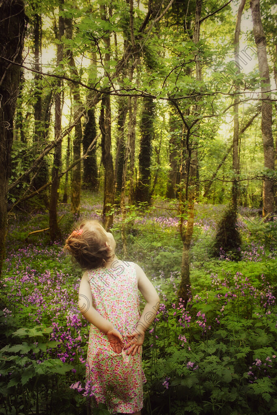 1505-2016-122880656262854983-01 
 This photo is of my daughter amver in the bluebells in forest park boyle co roscommon 14th of may 16