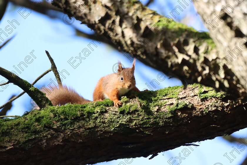 20240303101510 IMG 2225 
 Ears Perked, Tail Fluffed: Red Squirrel Strikes a Pose in Fota Gardens, Cork. Picture: John O'Connell