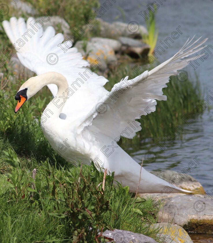 63EF01AB-91B7-4C1C-8BDB-C334A25411EC 
 Mute Swan in Tralee Wetlands Co. Kerry. Picture: MÃ¡ire Murphy