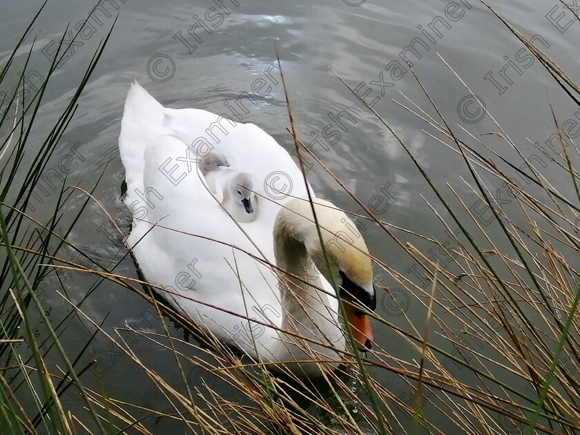 D025BC71-5B30-4C30-AC37-3CC1465E9F5D 
 â€œMy feather bedâ€ Newly hatched cygnets at Lakeside Park in Newbridge, Co Kildare. Thursday morning 5th May.
Picture: Michael Gannon