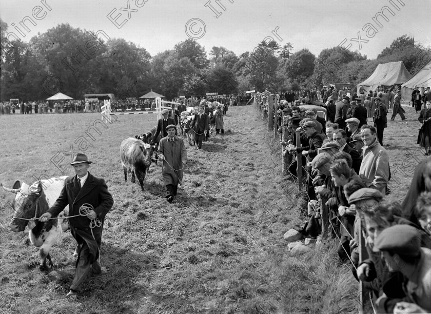 1176051 
 Summer show at Newmarket, Co. Cork 12/09/1951 Ref. 169E old black and white farming agriculture