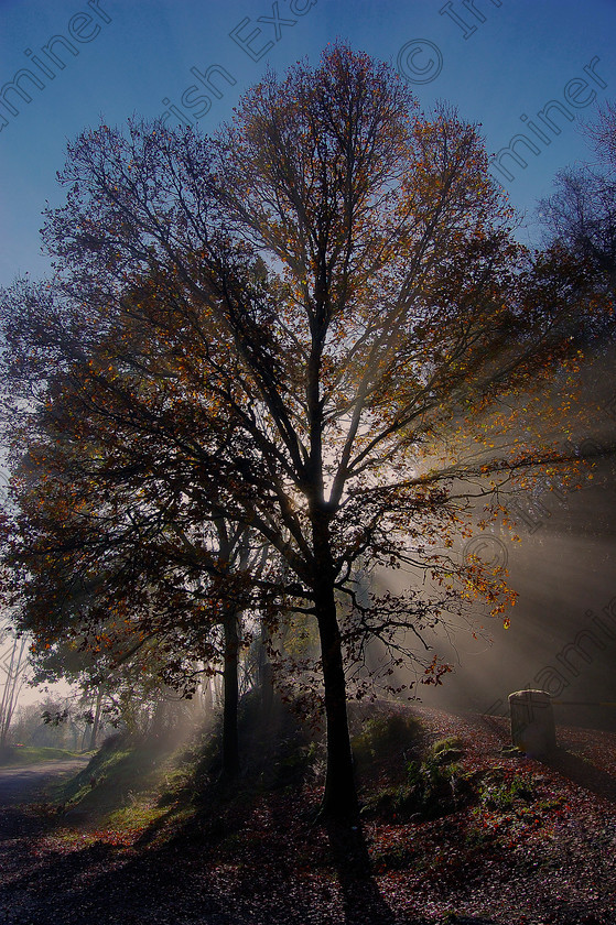 Biblical tree 
 Sean McInerney It being Holy Week, a heavenly light filters through the trees at sunrise in the forest walk at Ballycuggaran Forest outside Killaloe in County Clare. Picture: Sean McInerney