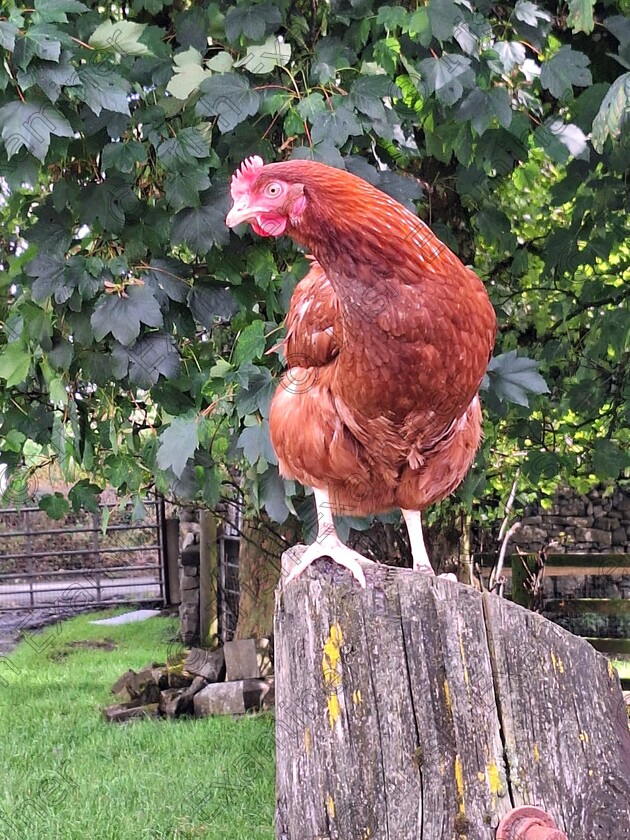 IMG-20240810-WA0003 
 The hens seemed to have settled in well on our farm. Looking healthy and giving loads of eggs for all the family.