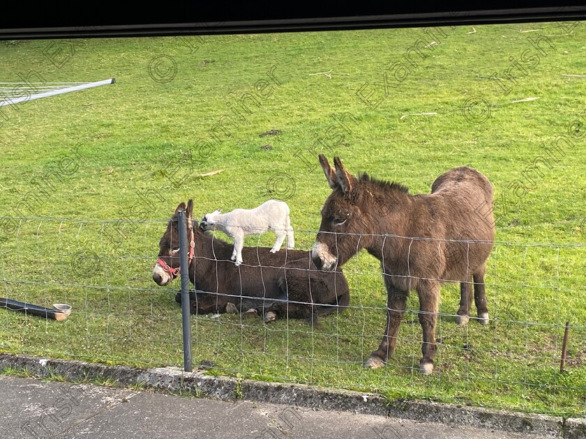 IMG 0446 
 Lily the lamb giving Lucky the Donkey a May Day massage, while Coco the Donkey waits her turn! Taken 1/5/2023 by Olive Kelleher, Kilgarvan, Co Kerry.