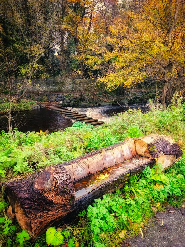 James Grandfield Dodder stepping stones 
 The beautiful and unique stepping stones draped in autumnal colours on the river Dodder, Dublin.