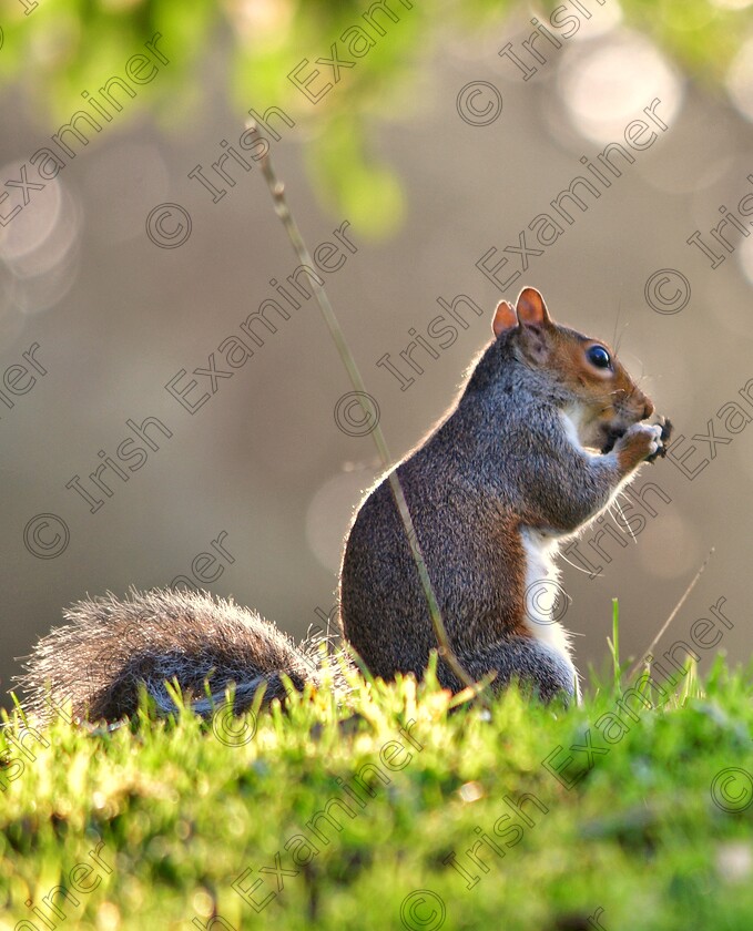 James Grandfield Sunset Squirrel 
 Sunset squirrel in Dublin's Phoenix Park