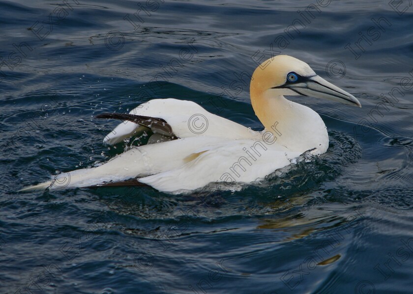 James Grandfield Gannet 
 While strolling along the pier at DÃºn Laoghaire harbour, I was surprised to see this beautiful Gannet there.