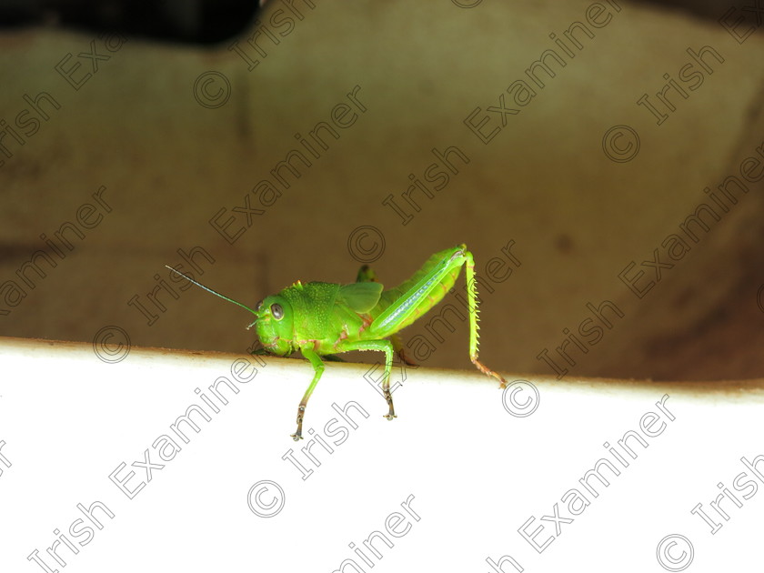 IMG 0702 
 A happy little Jiminy Cricket who hitched a lift on the wheel arch of our car, while on holiday in Brazil. I love this shot because of his / her expression.
Picture: Ross Glacken.