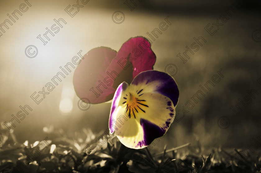 DSC 0040 1 
 just yesterday, the first glimpse of spring , captured in my own back garden after weeks of gloom and rain.