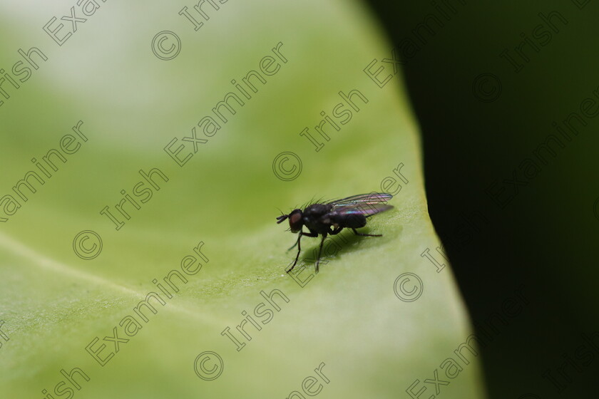 IMG 1318 
 I spotted a fly on the leaf of a hedge in the garden. The bugger was flying fast when I caught him just before he moved again!

Cork, Ireland.