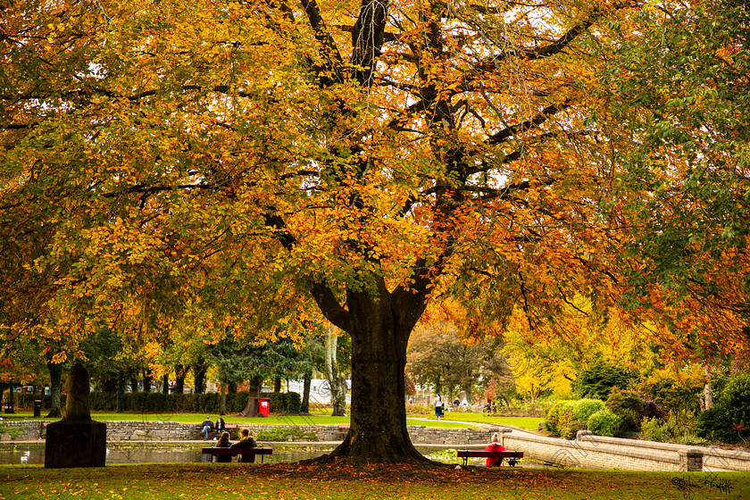 Autumn Fitzgeralds Park 
 Autumn at Fitzgerald's Park, Friday, 23rd October 2020. Enjoying the the colours of Autumn in the park.