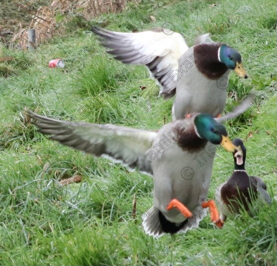 A2894B1D-7EA6-44C6-9B0B-CE81EED7EE26 
 I love watching the high junks of these ducks here in Portlaw on the Clodiagh River.This was taken on Thursday Jan 13th as I was shaking my bag of bird seed to get the ducks out of the water. I particularly like the expression of the third duck on the ground as the other two come into land literally over his head.