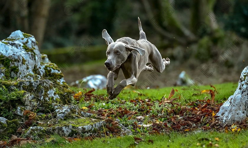 DSC3562 
 Francesco the Weimaraner taking his lunchtime leap in Shanagarry village, East Cork. Photo: Mark Leo